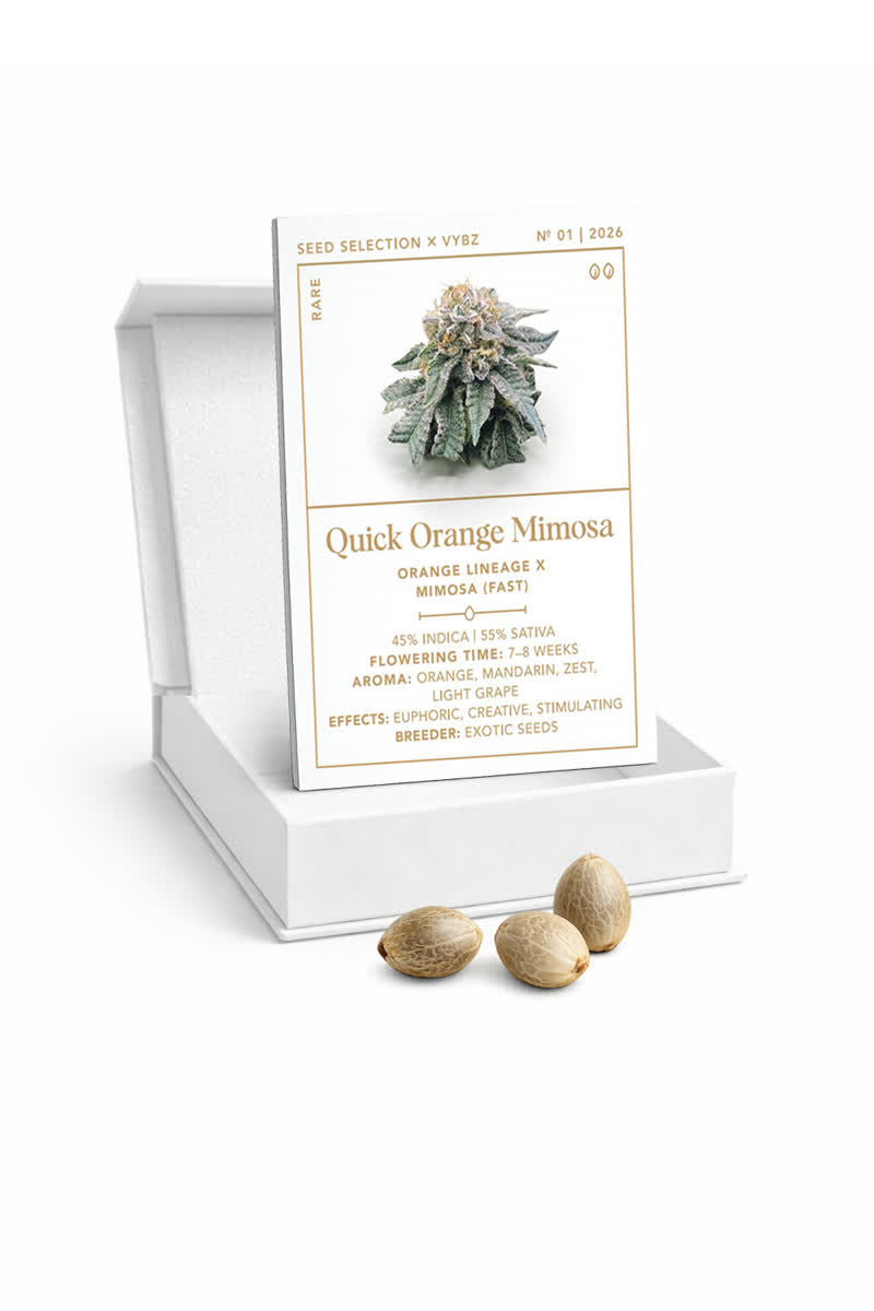 Quick Orange Mimosa Seed Card